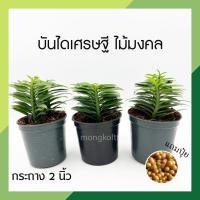 ราคา ต้นบันไดเศรษฐี ไม้มงคลขนาดเล็ก กระถาง 3 นิ้ว (1 แพ็ก = 3 ต้น) แถมปุ๋ยฟรี ต้นไม้มงคล ต้นว่านตีนตะขาบ เสริมโชคลาภ (12060196984)