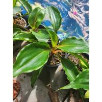 ราคา เศรษฐีก้านทอง กระถาง 4 นิ้ว (21083422427)