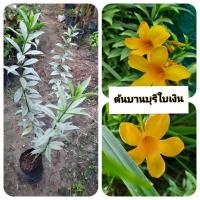 ราคา ต้นบานบุรีใบเงิน บานบุรีใบเงิน บานบุรี (43154164512)