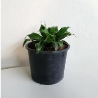 ราคา ต้นวาสนาเก้าชั้น ในกระถาง 5-6 นิ้ว ไม้มงคล (8215284779)