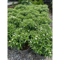 ราคา ต้นพุดศุภโชค ต้นไม้มงคล ต้นไม้จัดสวน กระถาง11” (44202453057)