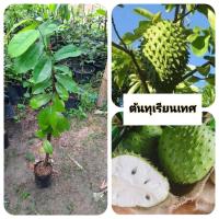 ราคา ต้นทุเรียนเทศ ทุเรียนเทศ ทุเรียนน้ำ (29737219721)