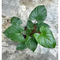 ราคา ว่านเสน่ห์จันทร์แดง Homalomena Rubercens (10147162419)