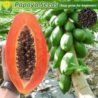 ราคา เมล็ดพันธุ์ มะละกอ เรดเลดี้ บรรจุ 10 เมล็ด Red Lady Papaya Seeds เมล็ดพันธุ์ผลไม้ ต้นไม้ผลกินได้ เมล็ดผลไม้ พันธุ์ไม้ผล (28710486064)