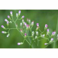 ราคา หญ้าดอกขาว200เมล็ด​ เมล็ด​พันธุ์​หญ้า​ดอกขาว (3417743391)