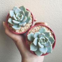 ราคา Succulent กุหลาบหินต้นใหญ่❄️ (8591614)