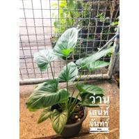 ราคา ว่านเสน่ห์จันทร์หอม เสริมเมตตา มหานิยม ค้าขายร่ำรวย (แถมปุ๋ย 1กระปุก) (6637864695)