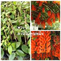 ราคา พวงโกเมน ไม้เลื้อยสีส้มสวย (17278563503)
