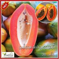 ราคา 30 เมล็ด มะละกอ เรดเลดี้ (Red lady) เมล็ดมะละกอเรดเลดี้ มะละกอ เมล็ดมะละกอ (28056343213)