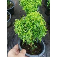 ราคา ต้นเล็บครุฑแคระ กระถาง 8 นิ้ว ราคา 65 บาท (11641426653)