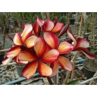 ราคา ต้นลีลาวดีสีส้ม สายทอง (22963566807)