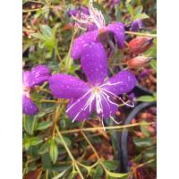 ราคา ต้นม่วงมงคล ดอกสีม่วง กระถาง 10 นิ้ว พุ่มใหญ่สวยทุกต้น (18277272139)