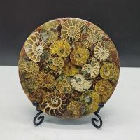 ราคา เข็มทิศหอยทาก ฟอสซิลธรรมชาติ หลากสี เครื่องประดับ สําหรับเก็บสะสม (18480798140)