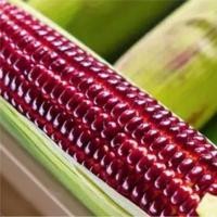 ราคา เมล็ดพันธุ์ข้าวโพดหวานแดง (5759839826)