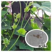 ราคา ตำลึง เมล็ดพันธุ์ บรรจุ 30 เมล็ด (6057594892)