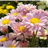 ราคา COD เมล็ดพันธุ์ ดอกไม้ ดอกเบญจมาศ คละสี ขาว ชมพู ม่วง เหลือง จำนวน 50 เมล็ด 19 บาท เมล็ดพันธุ์ คุณภาพดี จัดส่งรวดเร็ว (11940468534)