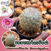 ราคา แมมบอมไบเซียน่า Mammillaria bombycina กระบองเพชร ไม้อวบน้ำ succulent แคคตัส cactus ขนาด 4.5-5 cm (29006612143)