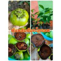 ราคา ต้นพลับช็อกโกแลตหรือพลับดำต้นเพาะเมล็ดพันธุ์บิวตี้สูง 30-40เซนติเมตร (5735823346)