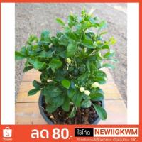 ราคา แก้วแคระพวงมณี ไม้ดอก (2180563682)