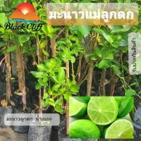 ราคา ต้นมะนาวแม่ลูกดก มะนาว กิ่งพันธุ์ ต้นไม้ (11813137083)