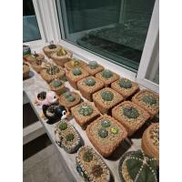 ราคา กระถางแคคตัส กระถางดินเผา (44004079562)