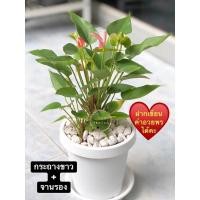 ราคา ต้นหน้าวัวแคระ flamingo Flowerกระถาง+จานรองต้นฟลามิงโก้ไม้ฟอกอากาศของขวัญปีใหม่ (14621006267)