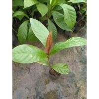 ราคา ต้นจิกเศรษฐี ต้นเพาะเมล็ด ต้นสวยแข็งแรงพร้อมส่ง (24985647094)