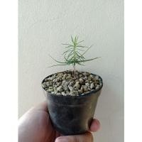 ราคา สนดำญี่ปุ่น อายุ 45 วัน กระถาง 3 นิ้ว บอนไซ((สนดำญี่ปุ่น ))มีหลายชนิดไม้แคระไม้จิ๋วไม้ดัด (10798263440)