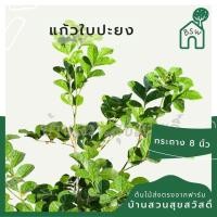 ราคา ต้นแก้วใบประยงค์ กระถาง 8 นิ้ว (24032674302)