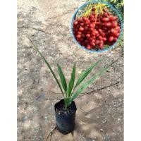 ราคา ต้นอินทผาลัมบาฮีแดงเพาะเมล็ด ต้นสวยๆ (40802102445)