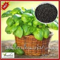 ราคา 500 เมล็ด โหระพาฝรั่ง เมล็ดอิตาเลี่ยนเบซิล เมล็ดโหระพาใบใหญ่ เมล็ดโหระพาอิตาเลี่ยน เมล็ดโหระพาฝรั่ง (24880086569)