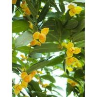 ราคา ต้นกล้าลำดวนขนาด60ซม.(1ชุด2ต้น) (7824690363)