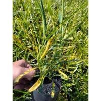 ราคา ต้นโกสนแซ่ม้า1ต้นถุงดำประมาณ30ซม.ไม้ประดับ (24079482855)