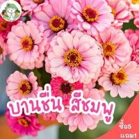 ราคา เมล็ดพันธุ์ ดอกบานชื่น สีชมพู Pink Luminosa Zinnia 100 เมล็ด เมล็ดพันธุ์นำเข้าแท้ 100% ปลูกดอกไม้ ปลูกง่าย โตไว ราคาถูก (9948130020)
