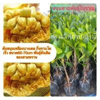 ราคา ต้นขนุนเหลืองบางเตย กิ่งทาบโตเร็ว ขนาด60-70cm พันธุ์ดังเดิมของสามพราน (7839130751)