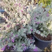 ราคา ต้นนีออน#ดอกสีม่วง#พร้อมกระถาง10นิ้ว (29805298914)