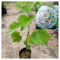 ราคา ต้นพุดตานญี่ปุ่น ชำกิ่ง ดอกสีขาว,ชมพู ไม้ประดับพุ่มเตี้ย ดอกสีขาวสวย (28372892025)