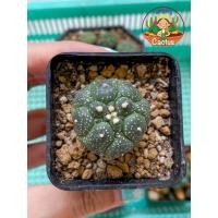 ราคา แอสโตร แอสโตรไฟตั้ม กิ๊กโกะ แอสโตรกิ๊กโกะ แอสโตรเต่า แอสทีเรียส Astrophytum Asterias kikko (10501948688)