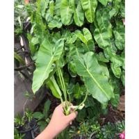 ราคา ฟิโลเดรนดรอน ฟิโลเขียว สามารถปลูกในน้ำได้ (3438853440)