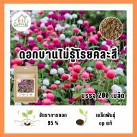 ราคา เมล็ดพันธุ์ ดอกบานไม่รู้โรย บรรจุ 200 เมล็ด (23607627556)