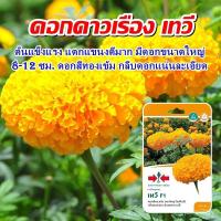 ราคา นักเรียน ผู้ชาย ผูก กางเกงขาสั้น เด็ก เสื้อผ้าเด็ก กรณีโทรศัพท์ กางเกงชั้นใน เมล็ด กระโปรง●เมล็ดอวบอ้วน100%เมล็ดพันธุ์ด (21574056692)