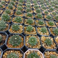 ราคา กลีบกระทง (Obregonia denegrii) ในกระถาง 2 นิ้ว (22547494915)