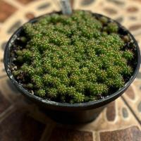 ราคา Beepees cactus กระบองเพชร แคคตัส เมโลแคคตัส ไม้เมล็ด ขายยกพอต Meloccatus (23321868635)