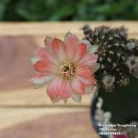 ราคา กระบองเพชร โลบิเวีย Lobivia ดอกสีส้ม ทูโทน CV38 ไม้ชุด 13 เมษายน 64 (9541485285)