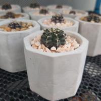 ราคา กระถางต้นไม้ปูนเปลือย ใส่แคคตัส กระบองเพชร ไลทอป (ทรงแปดเหลี่ยม) ขนาด 2 นิ้ว (7255183649)