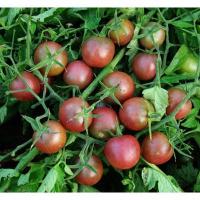 ราคา 100 เมล็ด มะเขือเทศเชอรี่สีดำ (4397086600)