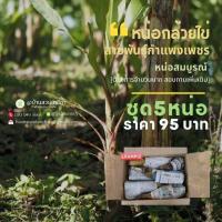 ราคา หน่อกล้วยไข่พันธุ์กำแพงเพชรแท้ ชุด5หน่อ95บาท (19681836080)