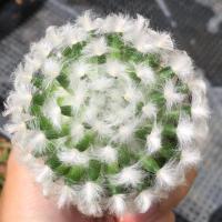ราคา ขนแกะไร้หนาม | แคคตัส Cactus | กระบองเพชร (22380203974)