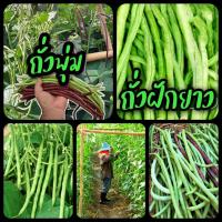 ราคา ถั่วฝักยาว ถั่วพุ่มไร้ค้าง ถั่วฝักยาวเนื้อ ถั่วพลู (3793593292)