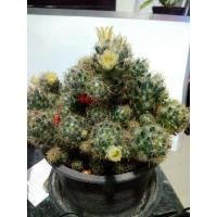 ราคา แมมเม็ดพริก กระบองเพชร ขายหน่อเล็ก ขนาด 1 เซน ขึ้นไป ดอกสีเหลือง (16023403847)